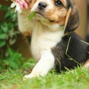 Meet your Posher, Grace